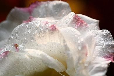 《暗黑破坏神4》PS4＆PS5测试版已加入PlayStation数据库